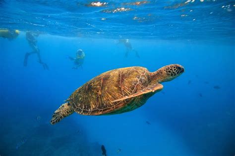 Snorkel With Turtles At Turtle Canyon