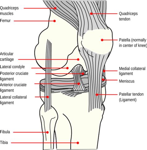 How To Fix a Dislocated Knee | Symptoms & Treatment