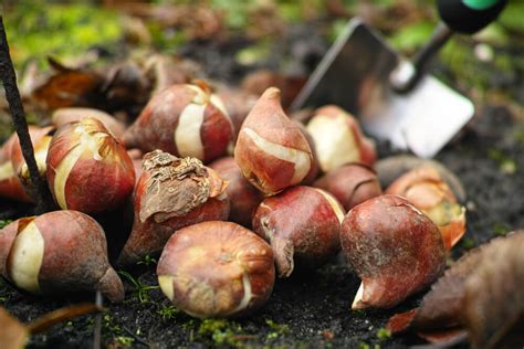 Jardiner en mars : le jardin au début du printemps, le potager