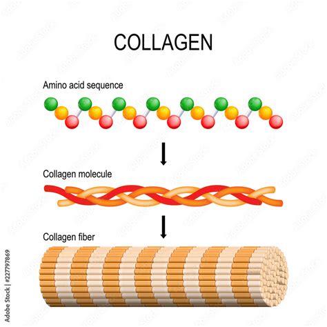 Collagen Structure