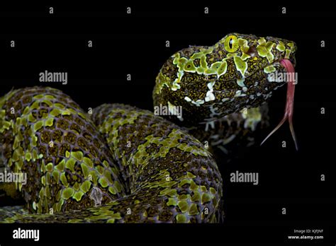 Mount mang pitviper hi-res stock photography and images - Alamy