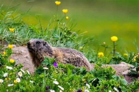 Curious groundhog awakened from hibernation in spring. Curious ...