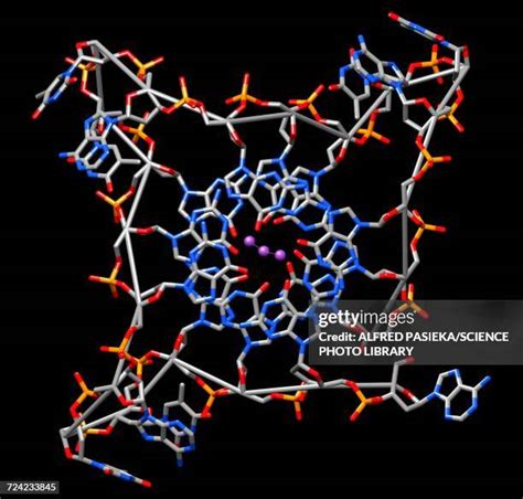 Quadruplex Photos and Premium High Res Pictures - Getty Images