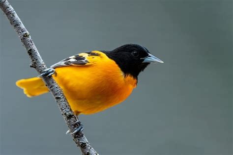 Baltimore oriole - Bird Informer