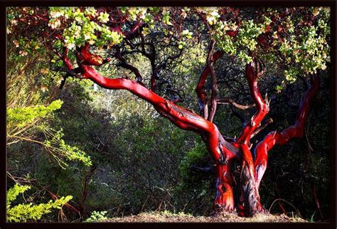 Manzanita tree, Plants, Trees to plant