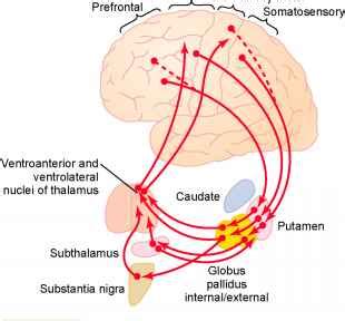 Function of the Basal Ganglia in Executing Patterns of Motor Activity The Putamen Circuit ...