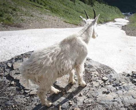 Video: Waterton Lakes National Park Wildlife Timelapse