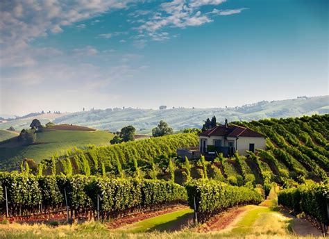 Premium AI Image | Picturesque vineyard with rolling hills covered in grapevines