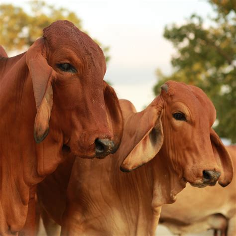 What are brahman cattle