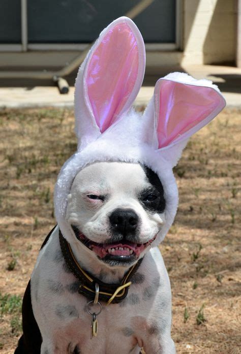 11 Best Dog Easter Costumes ideas | easter costume, costumes, pets