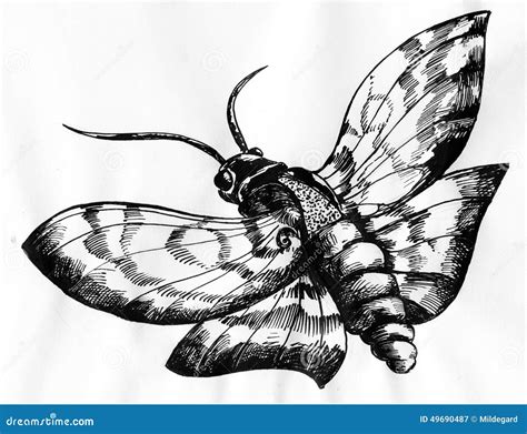 Moth ink drawing stock illustration. Illustration of sketchy - 49690487