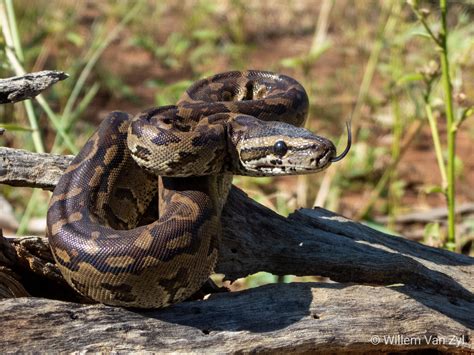 Southern African Python (Python natalensis) from Limpopo, South Africa. Not venomous but can ...