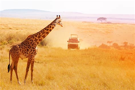 Kenya & Tanzania Safari • Freedom Destinations