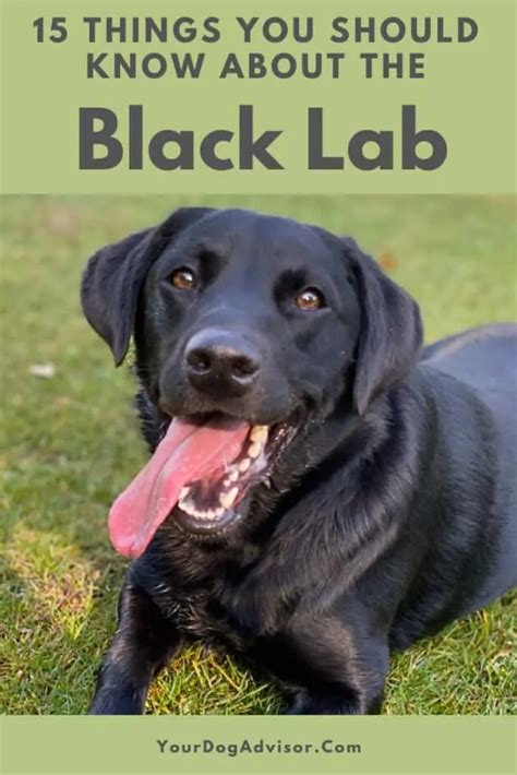 15 Things You Should Know About The Black Lab - Your Dog Advisor