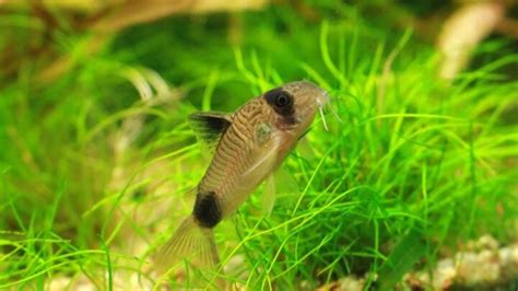 14 Popular Cory Catfish Types for Your Tank - Avid Aquarist