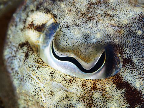 The Weirdest Eyes in The Animal Kingdom See a World We Can't Imagine ...