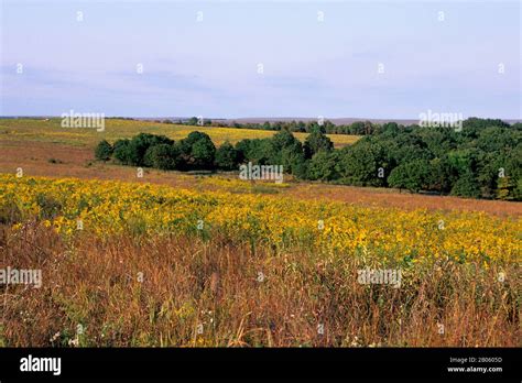 OKLAHOMA, NEAR PAWHUSKA, TALLGRASS PRAIRIE PRESERVE, GOLDENROD Stock ...