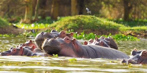 Safari Parks in Kenya | Africa Game Reserves | Yellow Zebra Safaris