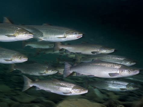 You Won’t Believe the Source of the World’s Most Sustainable Salmon – National Geographic ...