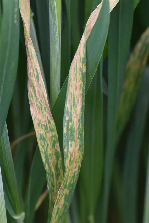 Wheat Disease Update | CropWatch | University of Nebraska–Lincoln