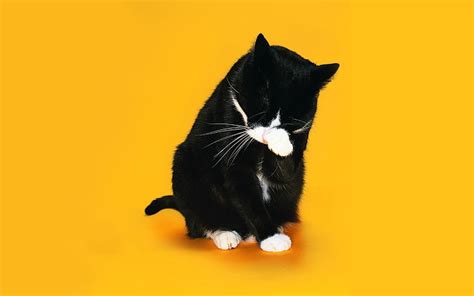 Free download | HD wallpaper: black and white tuxedo cat, paw, snout, licking, domestic Cat ...