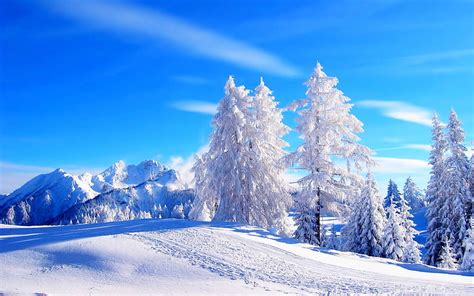 1366x768px | free download | HD wallpaper: Most beautiful winter landscape HD wallpaper 02, pine ...