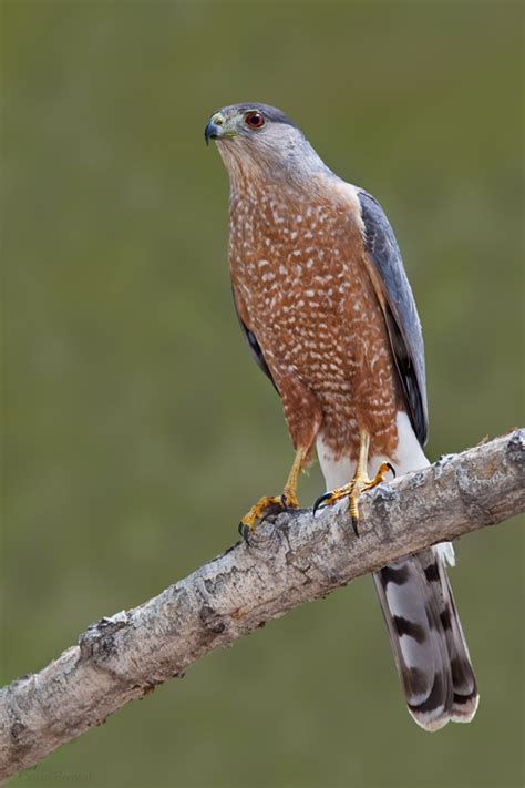 New Mexico Birds: Forest Hawk