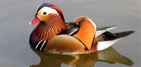 Mandarin Duck Spiritual Meaning, Symbolism and Totem (2024)