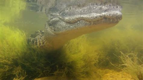 An Amazing Shot Of An Alligator Swimming Underwater. Stock Footage Video 7084930 | Shutterstock