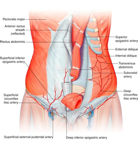 Abdominal Wall Reconstruction | Plastic Surgery Key