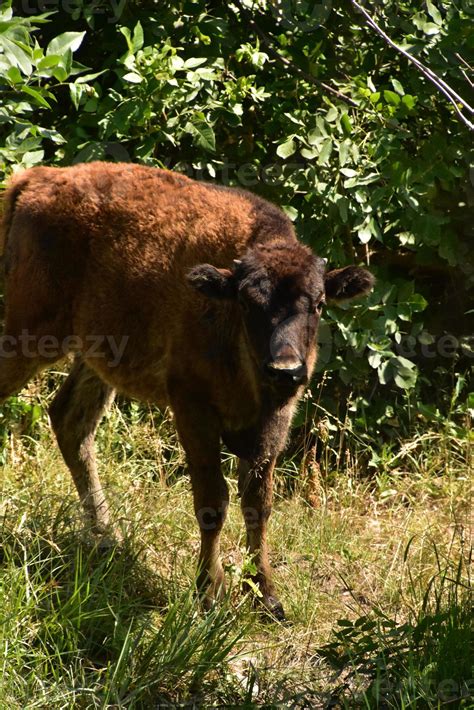 Curious Bison Calf in a Wooded Area 9552716 Stock Photo at Vecteezy