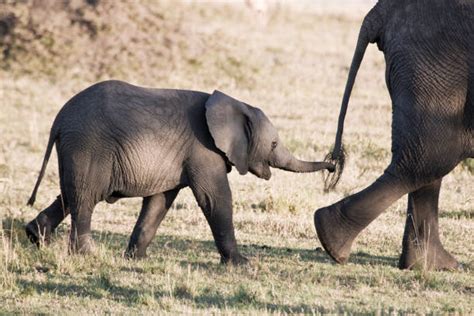 Elephant Holding Tail Stock Photos, Pictures & Royalty-Free Images - iStock