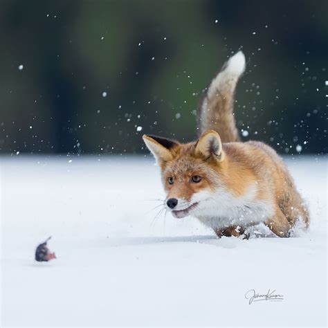 A European red fox hunting a mouse on the snow : r/foxes