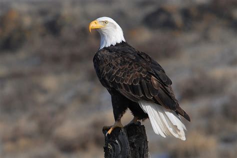 Eagle | Free Stock Photo | An adult bald eagle | # 16655