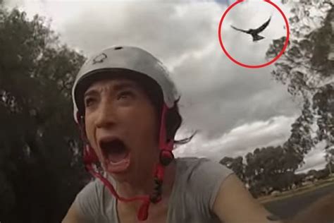 Amber Wheatland Deters Swooping Magpies with Eyes Drawn on Helmet | Funny dog memes, Memes ...