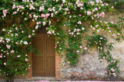 Cómo cuidar las rosas: características, variedades y riego