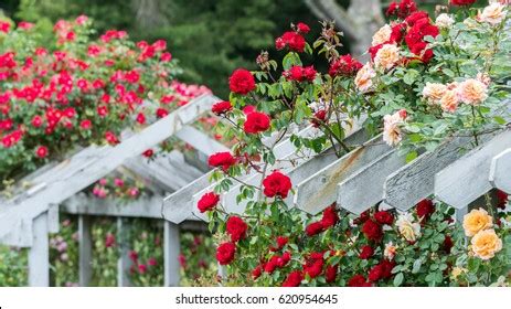 147 Stanley Park Rose Garden Vancouver Images, Stock Photos & Vectors | Shutterstock