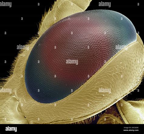 Compound eye of wasp, coloured scanning electron micrograph (SEM). This ...