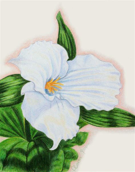 Trillium Drawing by Casey L Carter