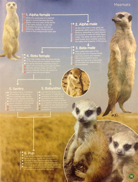 Social Structure - Meerkats