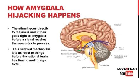 Learn About the Two Pathways to Anxiety That You Can Learn to Manage ...