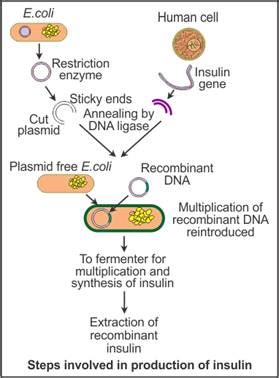 How did Eli Lilly synthesis the human insulin ? Mention one difference ...