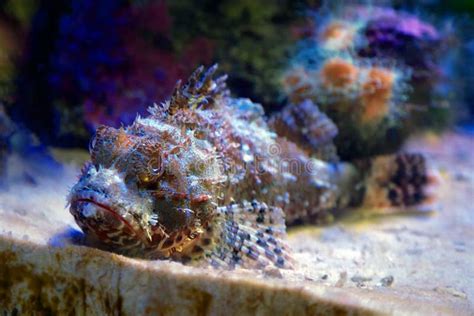 Stonefish stock photo. Image of stone, camouflage, gravel - 4046