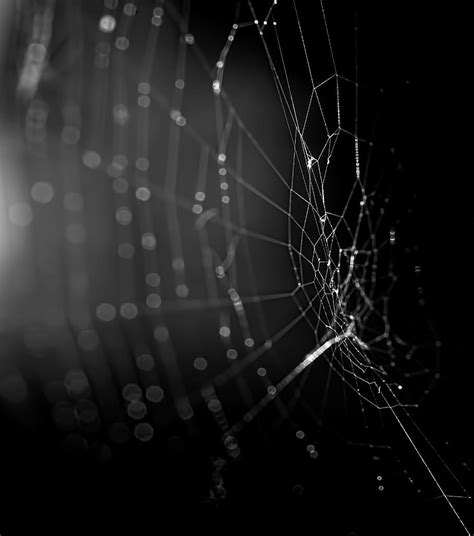 HD wallpaper: net, spider, black, structure, thread, light, contrast, background | Wallpaper Flare