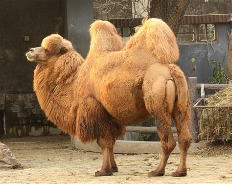 Endangered Species: Bactrian Camel