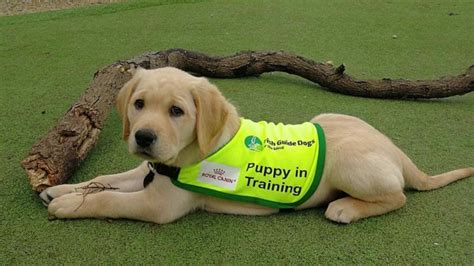 Irish Guide Dogs Recruiting for Puppy Raising Volunteers