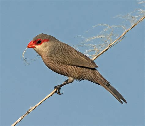 Common Waxbill - SimSo Wildlife