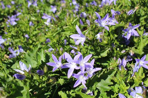 Campanula poscharskyana ‘Blue Waterfall’ | Native Sons Wholesale Nursery