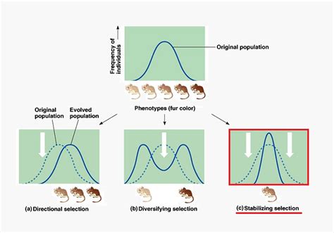 Natural Selection - Definition and Examples | Biology Dictionary