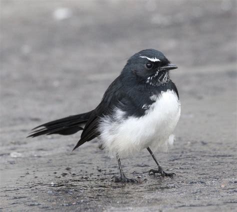 Willie Wagtail - The Australian Museum